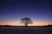 豊頃町のシンボル、夕日に映えるはるにれ